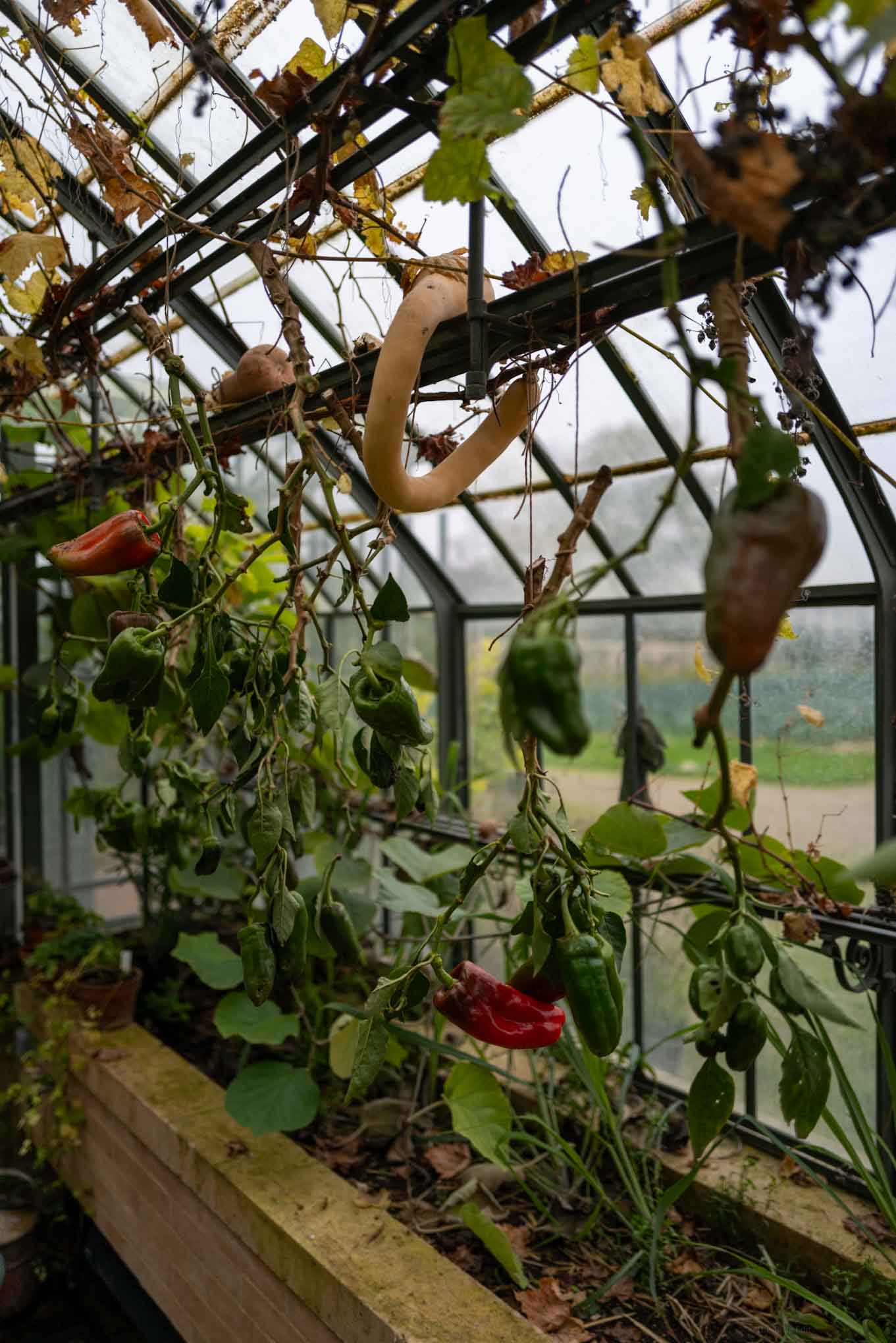 Garden at le doyenne