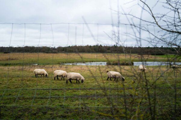 Heckfield Place: A Perfect Country Escape Just Outside London
