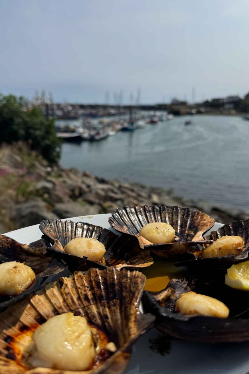 Scallops at argoe in newlyn