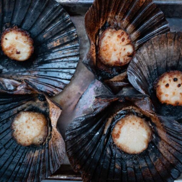 Scallops cooked in a woodfire